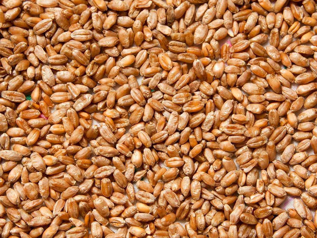 Пшеница